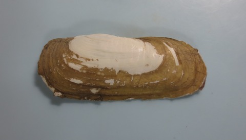 １２７．Solecurtus sp