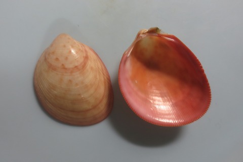 ８９．ソバカススベリザル