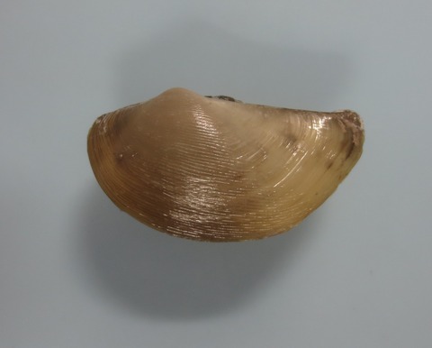 11.タイワンベッコウソデガイ