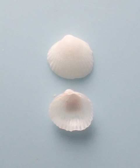 １９１．Microfragum erugatum