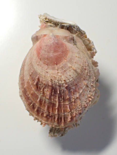 ２５４．Spondylus sp 1