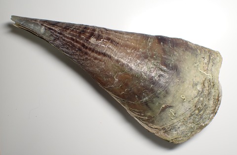 ２０１．スエヒロガイ