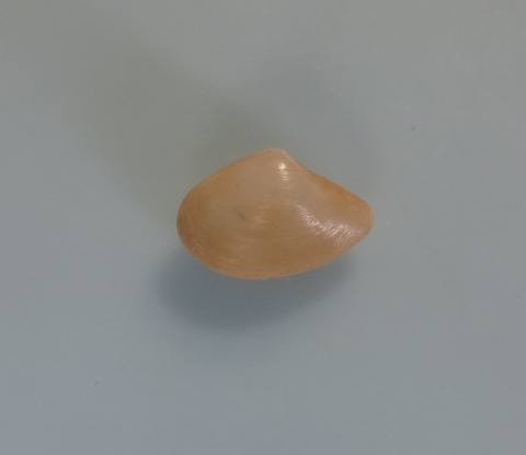 ９．Costanuculana sp