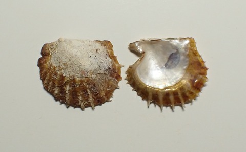 ２０４．モスソアコヤ