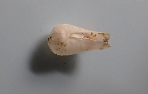 １５６．ヨワカモメガイモドキ３