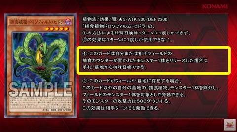 捕食植物ドロソフィルム・ヒドラ