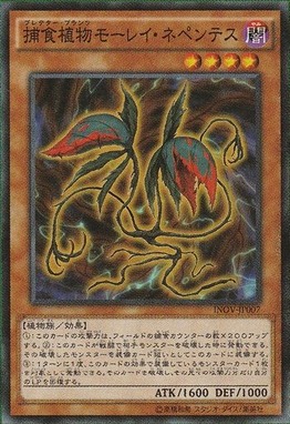 捕食植物モーレイ・ネペンテス
