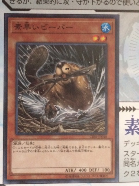 素早いビーバー