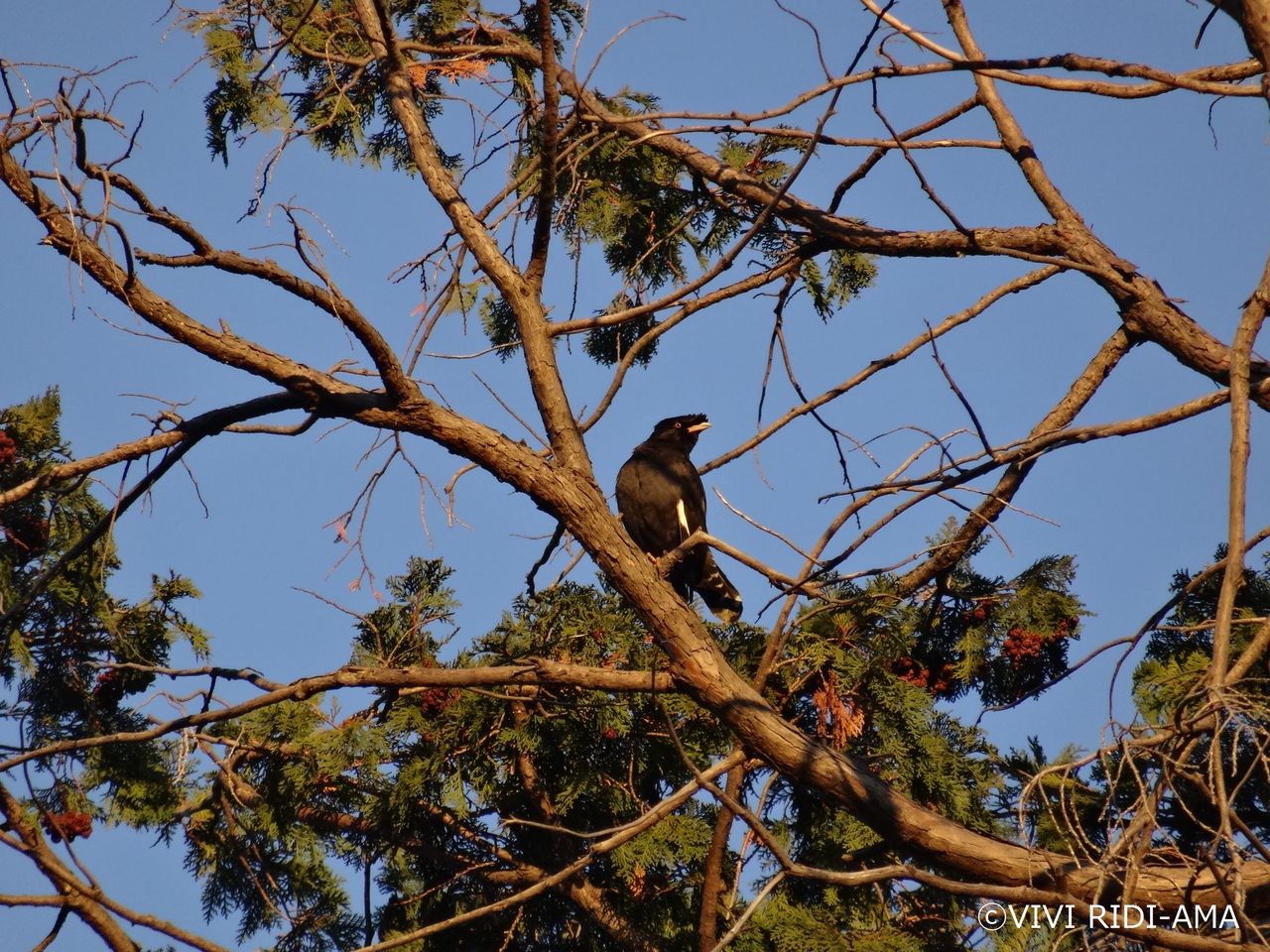 新年の来訪者 ハッカチョウ Crested Myna Vivi Ridi Ama