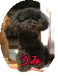 umiko