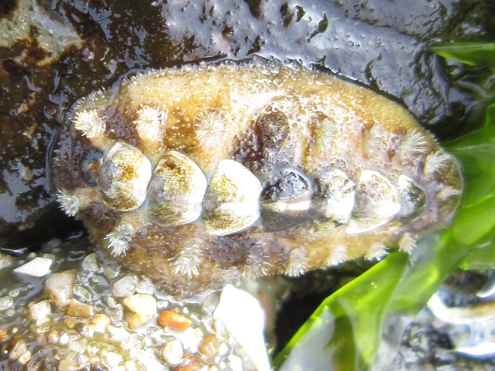 知多半島 伊勢湾側で見られる磯のいきもの 趣味 と 科学 のまとめレポ 知多半島 伊勢湾側で見られる磯のいきもの 趣味 と 科学 のまとめレポ