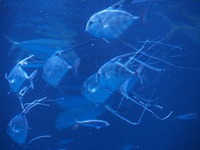 日本の海03