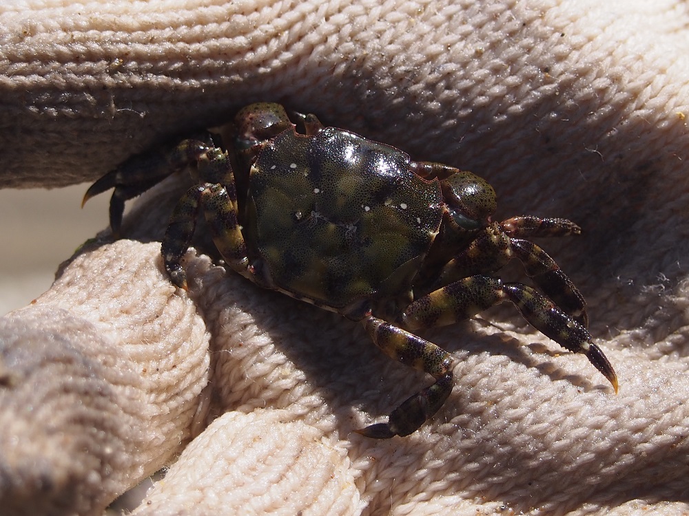 知多半島 伊勢湾側で見られる磯のいきもの 趣味 と 科学 のまとめレポ