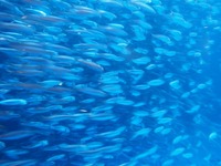 日本の海02