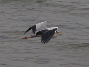 竹島のいきもの04