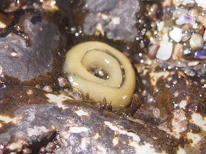 カラマツガイの仲間の卵01