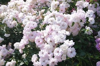 横浜イングリッシュガーデンの花