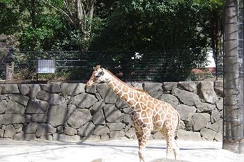 横浜金沢区にある「金沢動物園」の動物