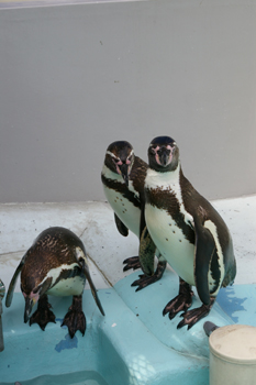 横浜日ノ出町「野毛山動物園」のペンギン