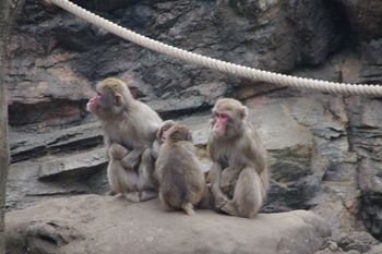 横浜市旭区にある動物園「ズーラシア」のサル