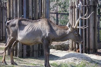 横浜金沢区にある「金沢動物園」の動物
