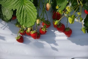 湘南いちご狩りセンターのなんちゃんいちご園のいちご