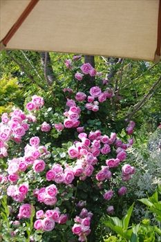 横浜イングリッシュガーデンの花