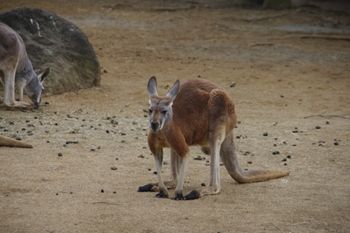 横浜市旭区にある動物園「ズーラシア」のカンガルー