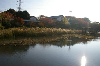 岸根公園の篠原池