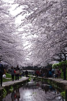 横浜都筑区にある江川せせらぎ緑道の桜