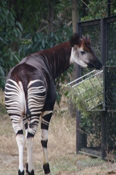 横浜市旭区にある動物園「ズーラシア」のオカピ