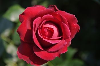 横浜イングリッシュガーデンの花