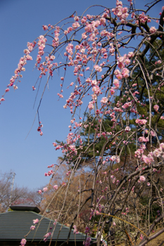 大倉山公園の梅林