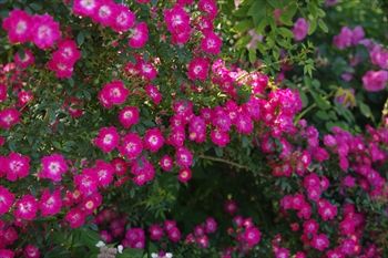 横浜イングリッシュガーデンの花