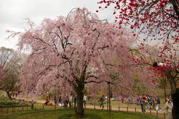 県立三ツ池公園の枝垂れ桜