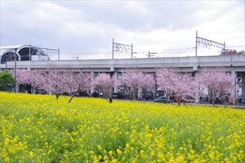 横浜川和町に咲く菜の花と桜