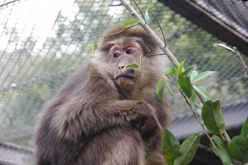 横浜市旭区にある動物園「ズーラシア」のサル