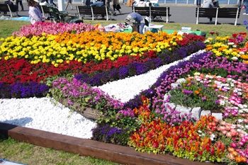 横浜山下公園で開催中の花壇展