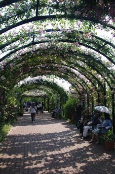横浜イングリッシュガーデンの花