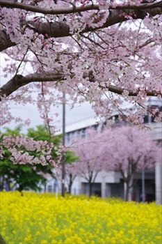 横浜川和町に咲く菜の花と桜