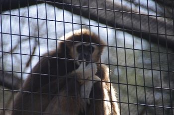横浜金沢区にある「金沢動物園」の動物