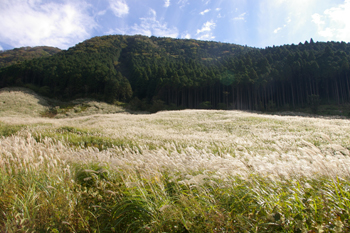 箱根仙石原ススキ草原