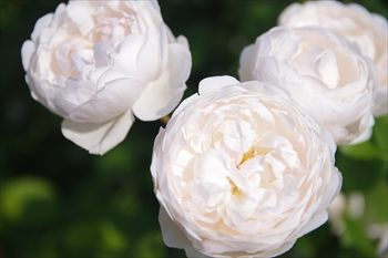 横浜イングリッシュガーデンの花