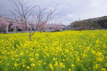 横浜川和町に咲く菜の花と桜
