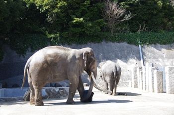 横浜金沢区にある「金沢動物園」の動物