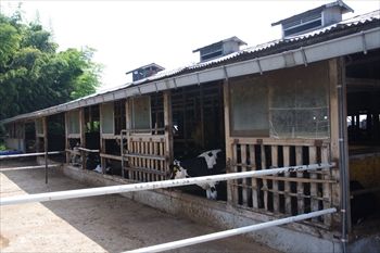 横浜市瀬谷区にある「オーガスタミルクファーム」の牧場