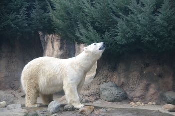 横浜市旭区にある動物園「ズーラシア」のホッキョクグマ