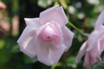 横浜イングリッシュガーデンの花