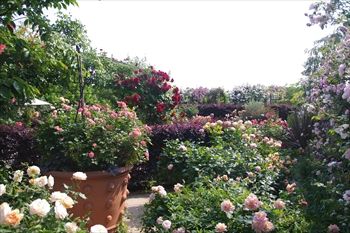 横浜イングリッシュガーデンの花