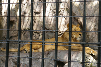 横浜日ノ出町「野毛山動物園」のライオン